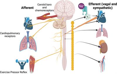 Editorial: Cardiovascular physiology and pathology of cardio-pulmonary and peripheral sensory nerves